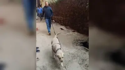 तीसरे दिन ऋषभ को ढूंढने पहुंची डॉग स्क्वायड की टीम