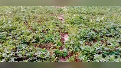 ठंड से आलू की फसलों को हो रही क्षति