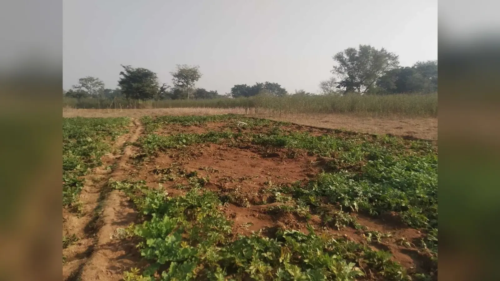 Giridih News: सरिया में गजराज के झुंड ने दी दस्तक, फसलों को पहुंचा नुकसान