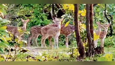 News of Hazaribagh Wildlife Sanctuary : हजारीबाग वन्य जीव अभयारण्य में लाये जायेंगे 300 हिरण