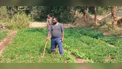 फुर्सत मिलते ही खेती-किसानी में जुटे विधायक