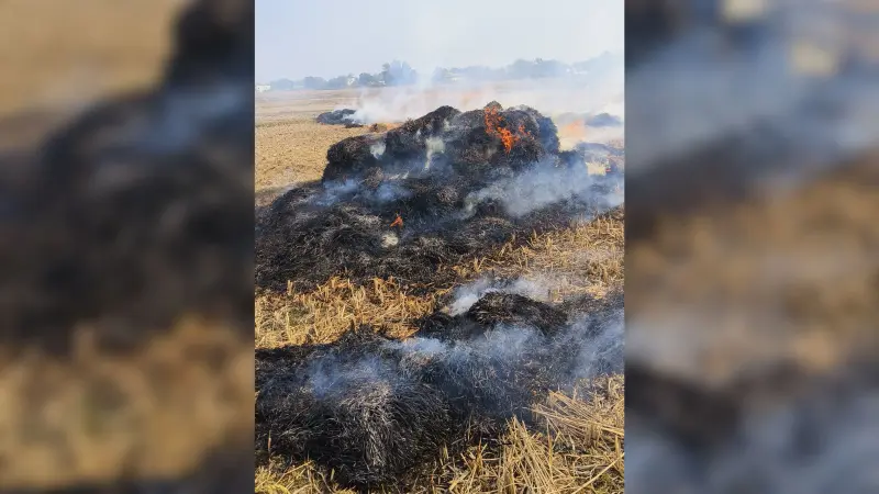 Giridih News: शार्ट-सर्किट से धान में लगी आग, हजारों का नुकसान