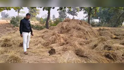Giridih News: बिरनी में दूसरे दिन भी हाथियों का उत्पात जारी, किसानों की फसल बर्बाद