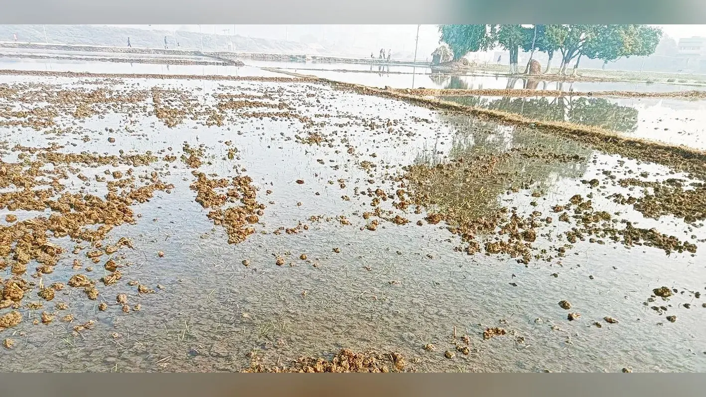 अस्थावां में नल जल बना किसानों का जी का जंजाल, 20 एकड़ में गेहुं की फसल पानी में डूबी