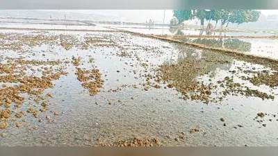अस्थावां में नल जल बना किसानों का जी का जंजाल, 20 एकड़ में गेहुं की फसल पानी में डूबी