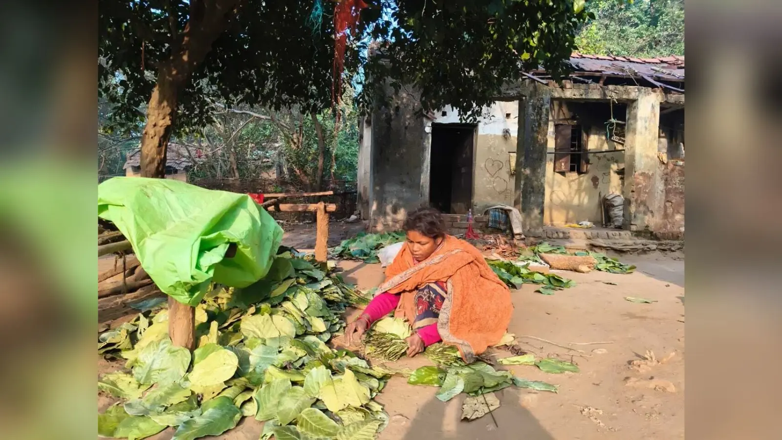 East Singhbhum : गुड़ाबांदा में वनों की कटाई से वनोत्पाद पर आश्रित जनजातीय परिवार पर संकट