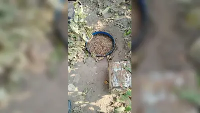 Nawada news : शराब की दो भट्ठियां ध्वस्त, तीन हजार लीटर जावा महुआ नष्ट