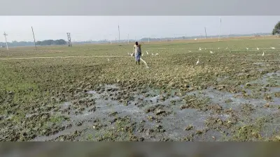 किसानों ने अगंतर गेहूं की शुरू कर दी सिंचाई