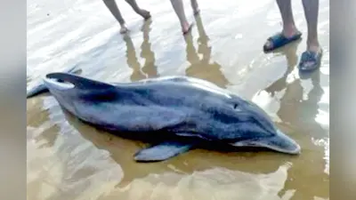 कटवा में गंगा बन गयी है ‘डॉल्फिन’ के लिए मरण-कुंड, भागीरथी में बोट से गश्त और निगरानी बढ़ाने की दरकार