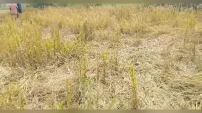 Chaibasa News : 27 हाथियों ने सब्जियों व धान को बनाया निवाला