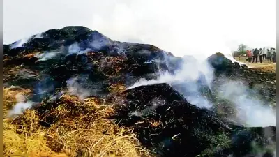 रामपुर में 15 बीघा के धान का बोझा जल कर हुई राख