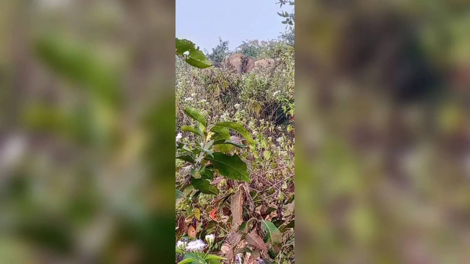 Giridih News: पीरटांड़ पहुंचकर 36 हाथियों ने मचाया उत्पात, खा गये किसानों के धान