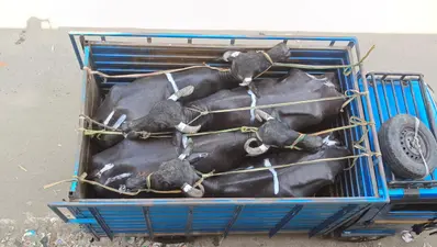 मवेशी तस्करी कर हर दिन भेजा जा जा रहा पश्चिम बंगाल