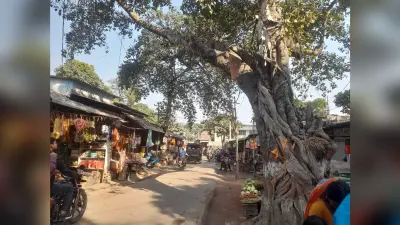 सालमारी बाजार में पेड़ झुका होने से भय का माहौल