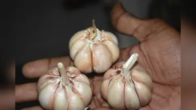 Purnia news : गुलाबबाग में गोदाम से एक करोड़ से अधिक का चाइनीज लहसुन जब्त