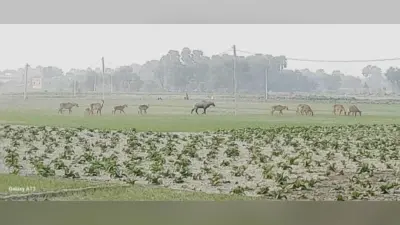नील गाय के आतंक से किसान परेशान
