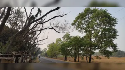 सड़क किनारे सूखे पेड़ से दुर्घटना का भय
