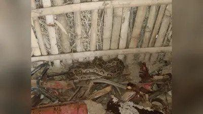 नवाबगंज में तीन फीट का अजगर मिला, वन विभाग ने किया रेस्क्यू
