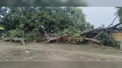 उज्ज्वला योजना के बाद भी ईंधन के लिए पेड़ों का कटान जारी