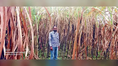 फूलगोभी व गन्ना की खेती से आत्मनिर्भर बन रहे किसान
