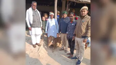 ग्रामीणों ने भटके हिरण को किया वन विभाग के हवाले