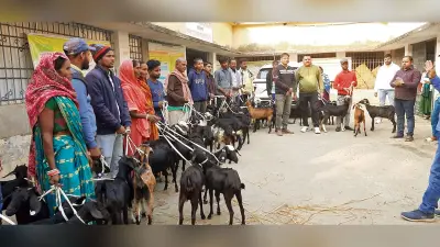hajipur news. बकरी एवं भेड़ विकास योजना में सामान्य कैटेगरी को 80% व एससी-एसटी को 90% अनुदान