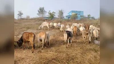 East Singhbhum : मुसाबनी के रास्ते बंगाल जा रहे 50 गौवंश जब्त, तस्कर फरार
