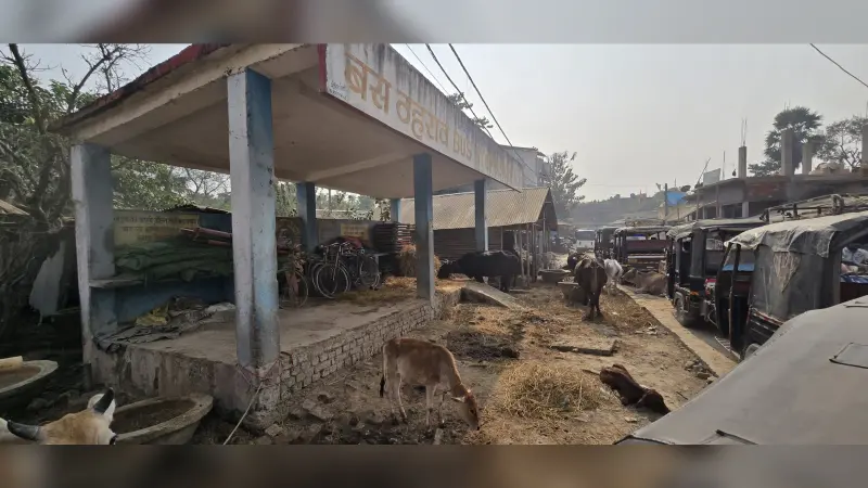 स्टैंड बना तबेला, अधिकारी देखकर भी बने हैं अनजान