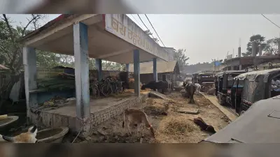 स्टैंड बना तबेला, अधिकारी देखकर भी बने हैं अनजान