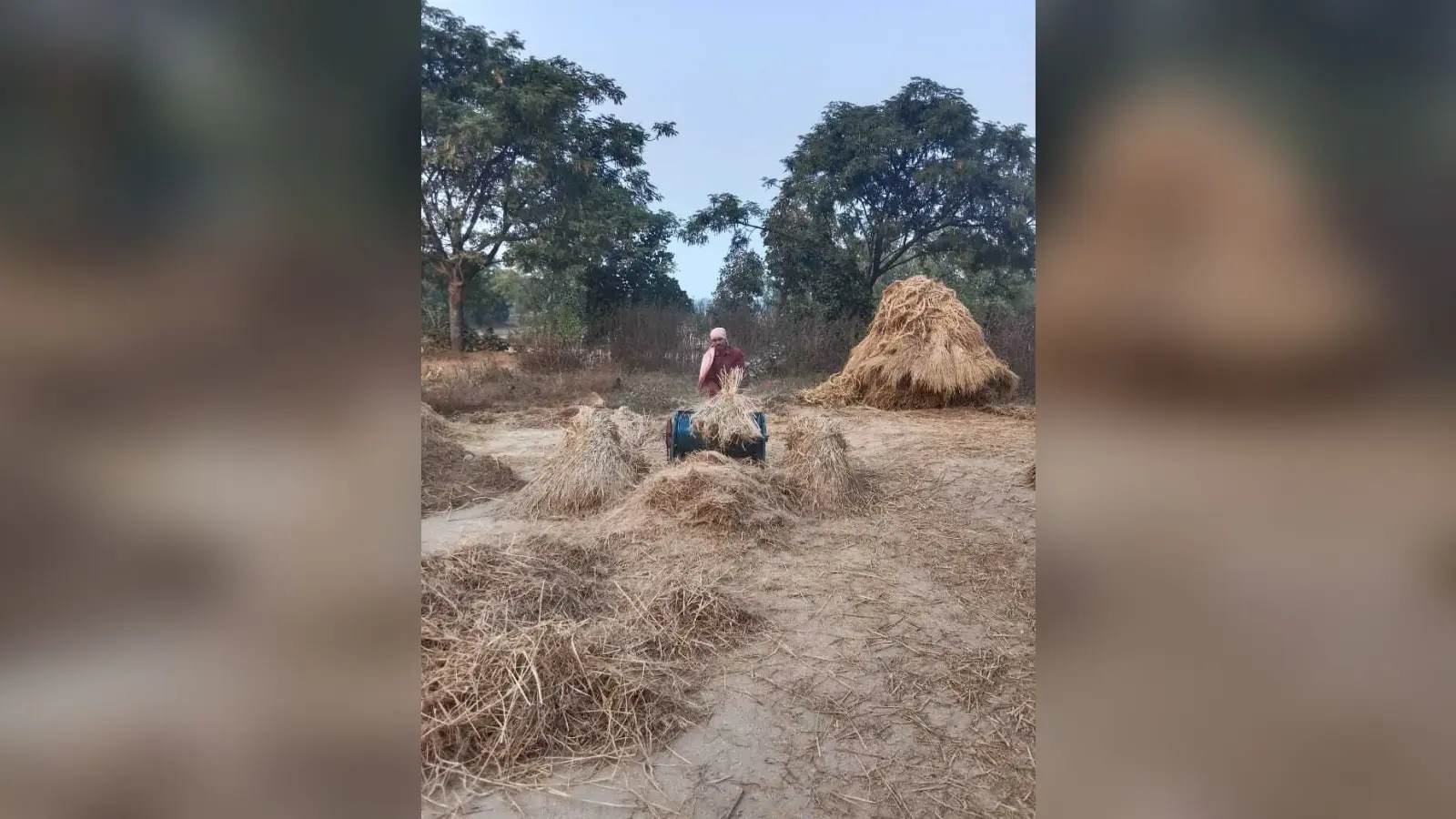 Giridih News : पैक्स की है जटिल प्रक्रिया, व्यापारियों के पास धान बेच रहे किसान