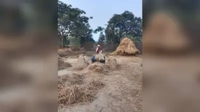 Giridih News : पैक्स की है जटिल प्रक्रिया, व्यापारियों के पास धान बेच रहे किसान