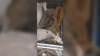 Giridih News :गोवंश लदा एक वाहन जब्त, व्यापारी भेजा गया जेल