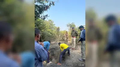जंगल में शराब की तीन भट्ठियां ध्वस्त, दो हजार लीटर जावा महुआ नष्ट