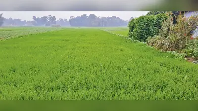 hajipur news. आसमान में बादल छाये रहने से दिन भर नहीं निकली धूप, तापमान में आयी गिरावट