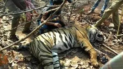 East Singhbhum : पिंजरे में डालते ही बाघिन को आया होश, लोग बोले- अरे उठी गेलो रे