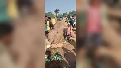 Chaibasa News : गर्भवती हथिनी की मौत, नहीं बचाया जा सका बच्चा