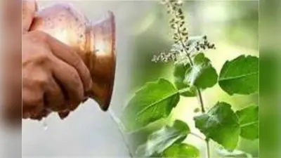 Good Luck Remedies : रोज तुलसी को जल में मिला कर यह चीज करें अर्पण, हो जाएंगे मालामाल