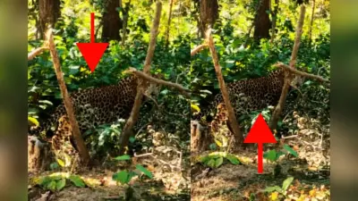 क्षेत्र भ्रमण कर लौट रहे बिशुनपुर के उप-प्रमुख को सड़क किनारे जंगल में दिखा तेंदुआ, Video Viral