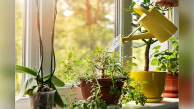 Vastu Tips : घर में लगाएं इन लकी पौधों को, चमक जाएगी आपकी किस्मत