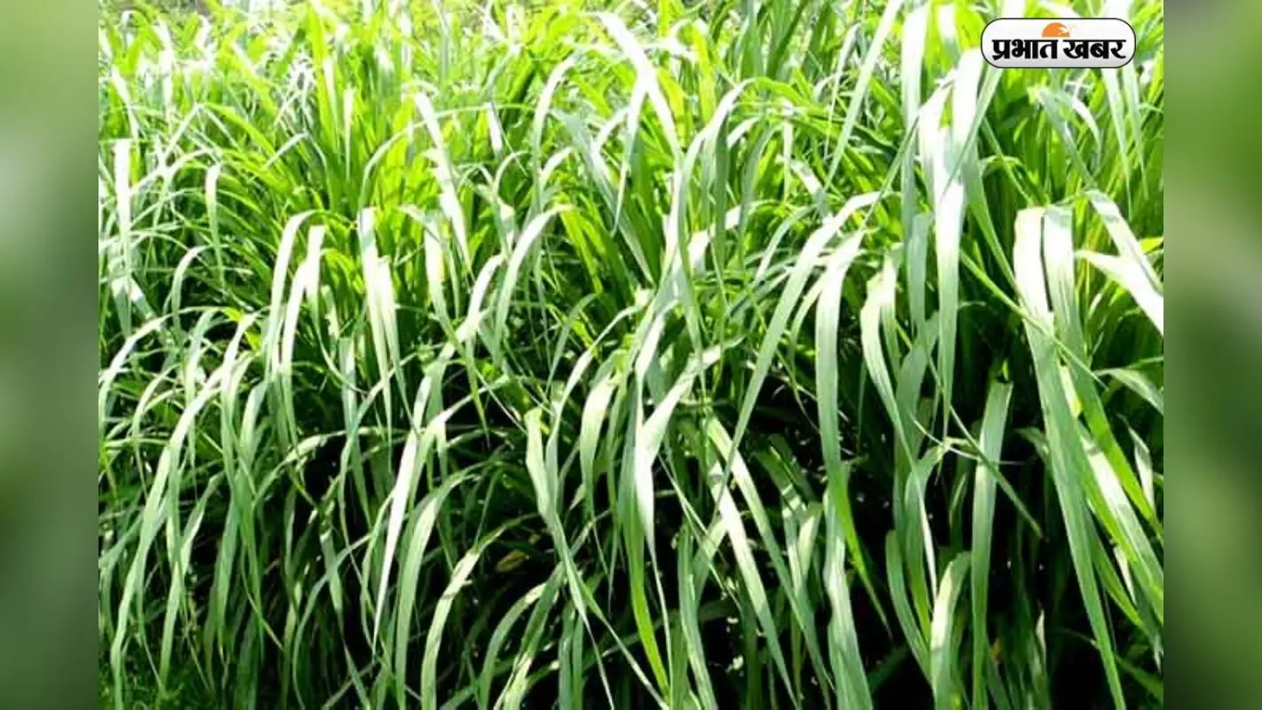 Farming Idea: नेपियर घास की खेती, एक बार लगाएं,पांच साल तक करें बंपर कमाई