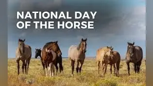 National Horse Day 2024: 13 दिसंबर को मनाया जाता है राष्ट्रीय घोड़ा दिवस, जानें कुछ इंटरेस्टिंग बातें