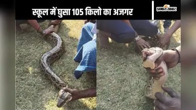 Video : सीवान के स्कूल में घुसा 18 फीट लंबा अजगर, बच्चों की सूझबूझ से बची जान