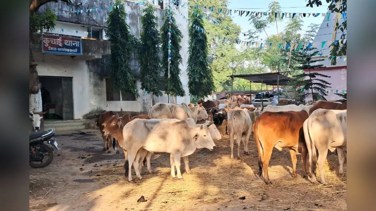 Jharkhand Crime News: सरायकेला में एसटीएफ ने गौ तस्करों को पकड़ा, 44 बैल जब्त