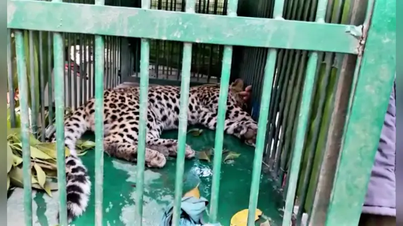 Video: 15 दिनों बाद पकड़ा गया खूंखार तेंदुआ, दर्जनों लोगों को किया था जख्मी, देखिए रेस्क्यू का वीडियो