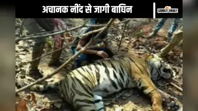 Viral Video : पिंजरे में डालते ही नींद से जागी बाघिन, डर से चिल्लाए लोग- अरे उठी गेलो