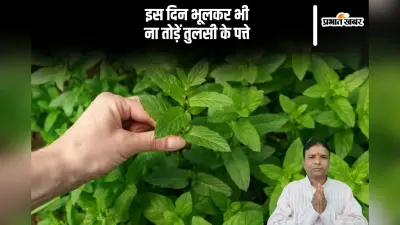 Tulsi Ke Upay: इन दिनों गलती से भी न तोड़ें तुलसी के पत्ते, लक्ष्मी माता हो सकती हैं नाराज