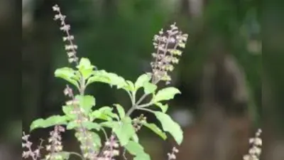 Tulsi Leaves Benefits : तुलसी पत्ते की एक बूंद बच्चों के लिये कितनी है फायदेमंद, जानें यहां