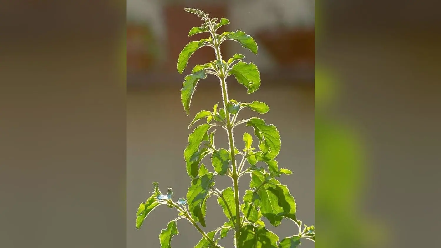 Tulsi Pujan Diwas 2024: आने वाला है तुलसी पूजन दिवस, नोट करें शुभ मुहूर्त