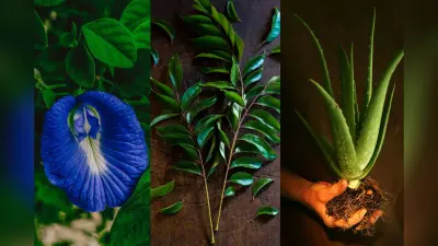Top 5 Medicinal Plants For Your Home: हर घर में होने चाहिए यह 5 औषधीय पौधे, सेहत के लिए फायदेमंद होते हैं