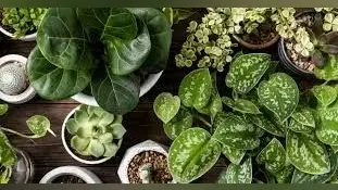 Winter Care Tips For Plants: सर्दी में पौधे मुरझा जाते है, ये 5 टिप्स के साथ करें केयर